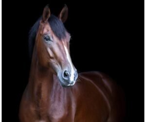 Reitsport bald unbezahlbar? Was hinter den steigenden Kosten wirklich steckt