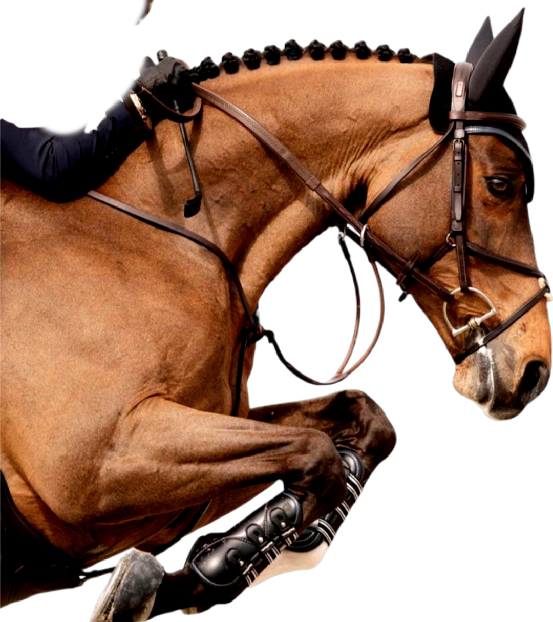 Der Traum von der großen Reitsport Arena